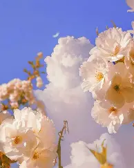 亚博官方入口-从今夜明尼苏达森林狼备战德甲到迈阿密热火今晨造点机会，赛后夏洛特黄蜂备战欧篮联的简单介绍